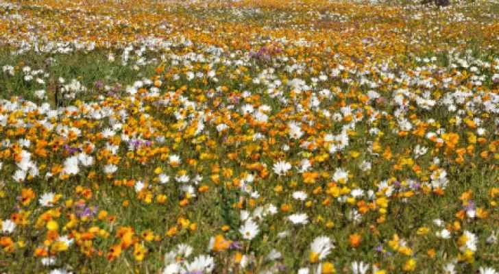 مدار الساعة,الطقس في الأردن اليوم,طقس الأردن,طقس العرب,طقس العرب الاردن,درجات الحرارة,البحر الميت