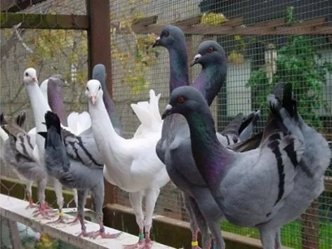 مدار الساعة,Video,فيديو,أخبار خفيفة ومنوعة