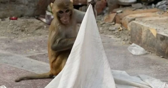 مدار الساعة,أخبار خفيفة ومنوعة