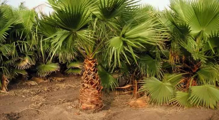 مدار الساعة,أخبار الأردن,اخبار الاردن