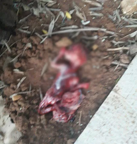 مدار الساعة,أخبار الأردن,اخبار الاردن,جامعة العلوم والتكنولوجيا