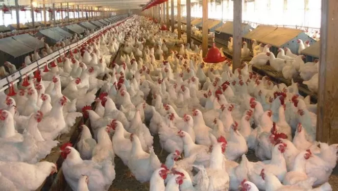 مدار الساعة,أخبار الأردن,اخبار الاردن,يعرب القضاة