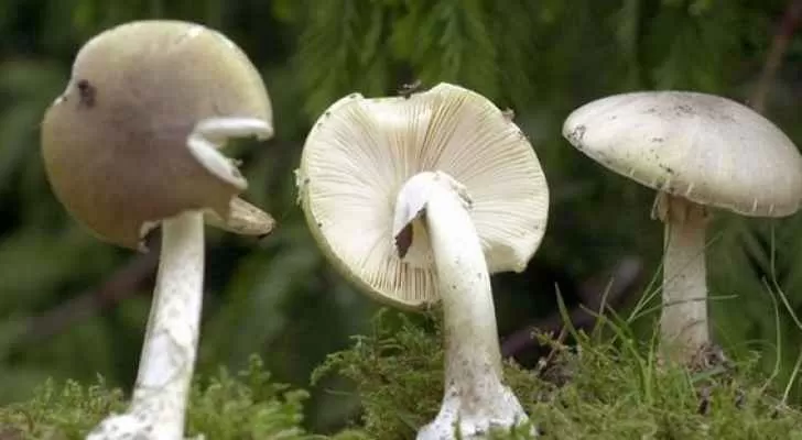 مدار الساعة,أخبار خفيفة ومنوعة,وزارة الصحة