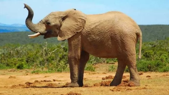 مدار الساعة,Video,فيديو,أخبار خفيفة ومنوعة