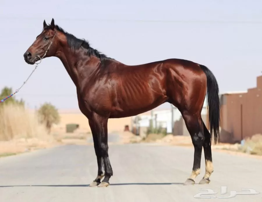 مدار الساعة,أخبار الأردن,اخبار الاردن,مستشفى الزرقاء الحكومي الجديد