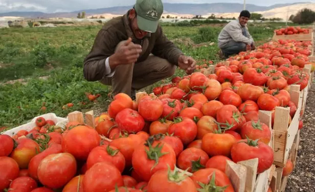 مدار الساعة,أخبار اقتصادية,وزارة الزراعة