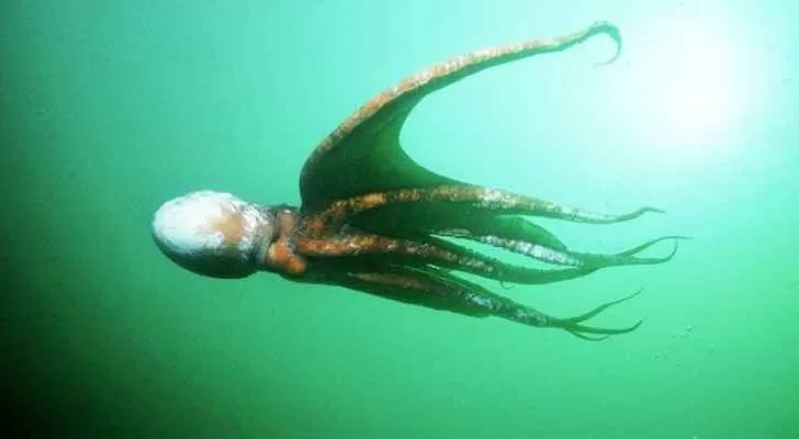 مدار الساعة,أخبار رياضية,كأس العالم,مواقع التواصل الاجتماعي