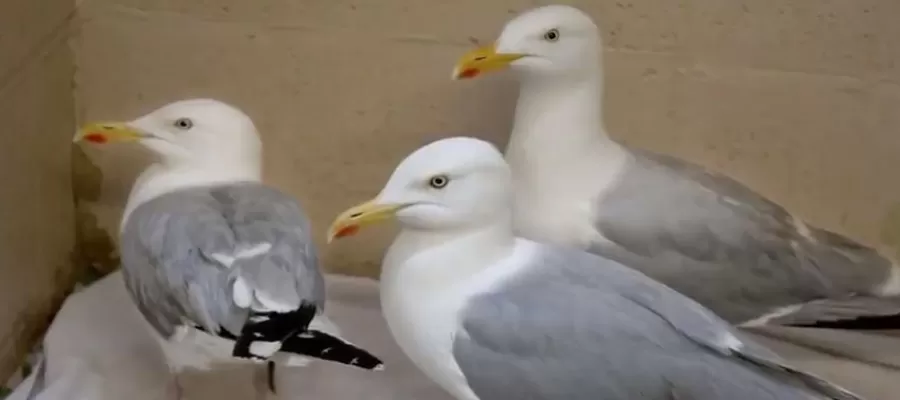 مدار الساعة,Video,فيديو,أخبار خفيفة ومنوعة