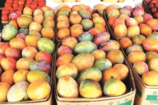 مدار الساعة,أخبار اقتصادية,المركز الوطني للبحوث الزراعية,البحوث الزراعية,وادي الأردن,التنمية المستدامة