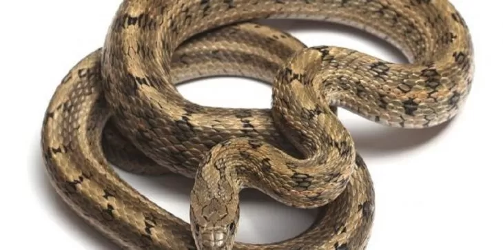 مدار الساعة,أخبار خفيفة ومنوعة