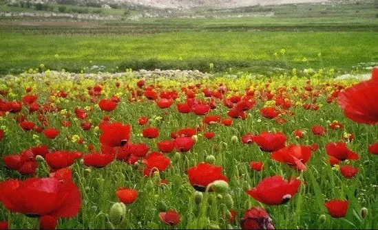مدار الساعة,أخبار الأردن,اخبار الاردن,درجات الحرارة العظمى والصغرى,درجات الحرارة,البحر الميت