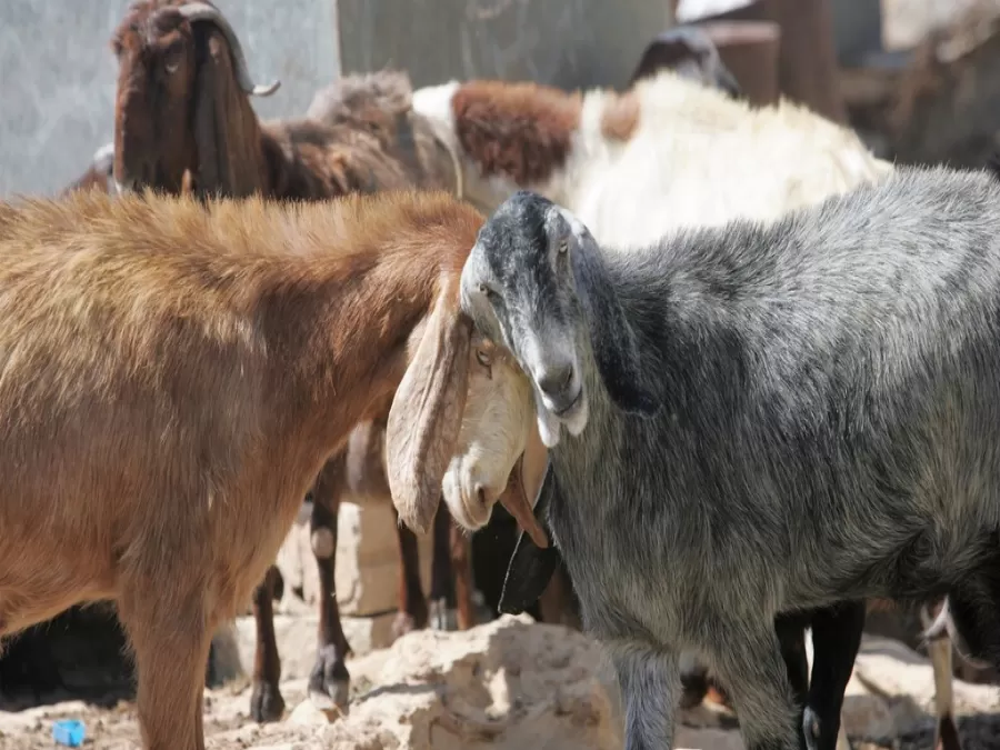 مدار الساعة,أخبار الأردن,اخبار الاردن,دائرة الإفتاء العام