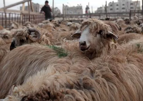 مدار الساعة,أخبار الأردن,اخبار الاردن,عيد الأضحى