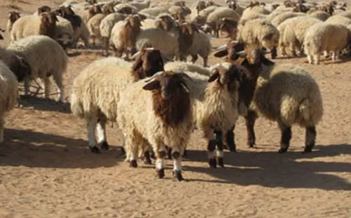 مدار الساعة,أخبار اقتصادية,وزارة الزراعة