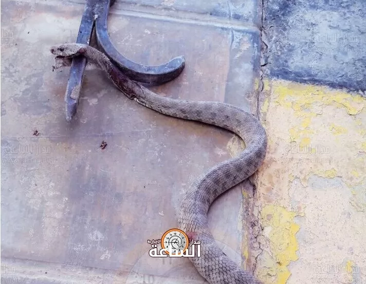 مدار الساعة,أخبار الأردن,اخبار الاردن,الدفاع المدني