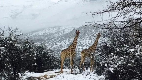 مدار الساعة,أخبار خفيفة ومنوعة