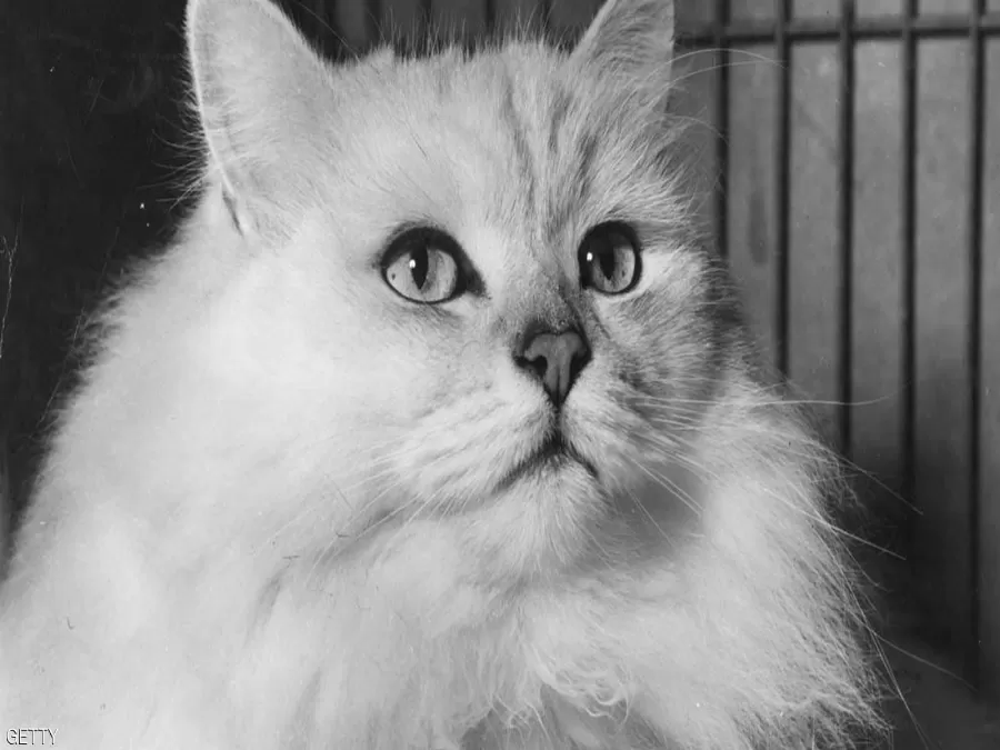 مدار الساعة,Video,فيديو,أخبار خفيفة ومنوعة