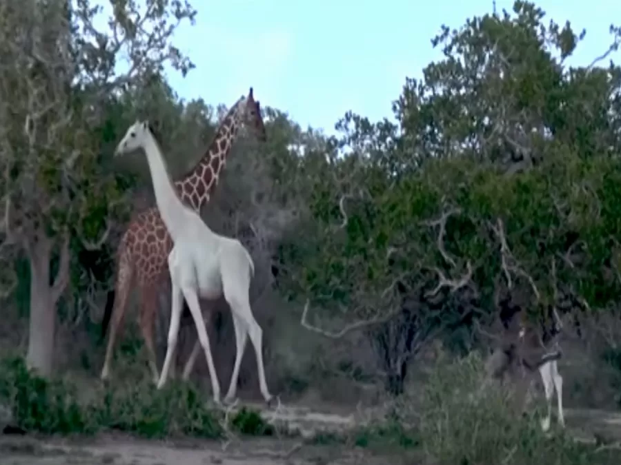 مدار الساعة,Video,فيديو,أخبار خفيفة ومنوعة