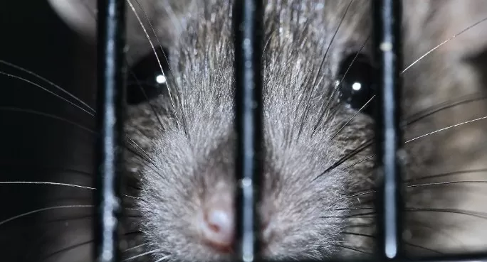 مدار الساعة,أخبار عربية ودولية,منظمة الصحة العالمية