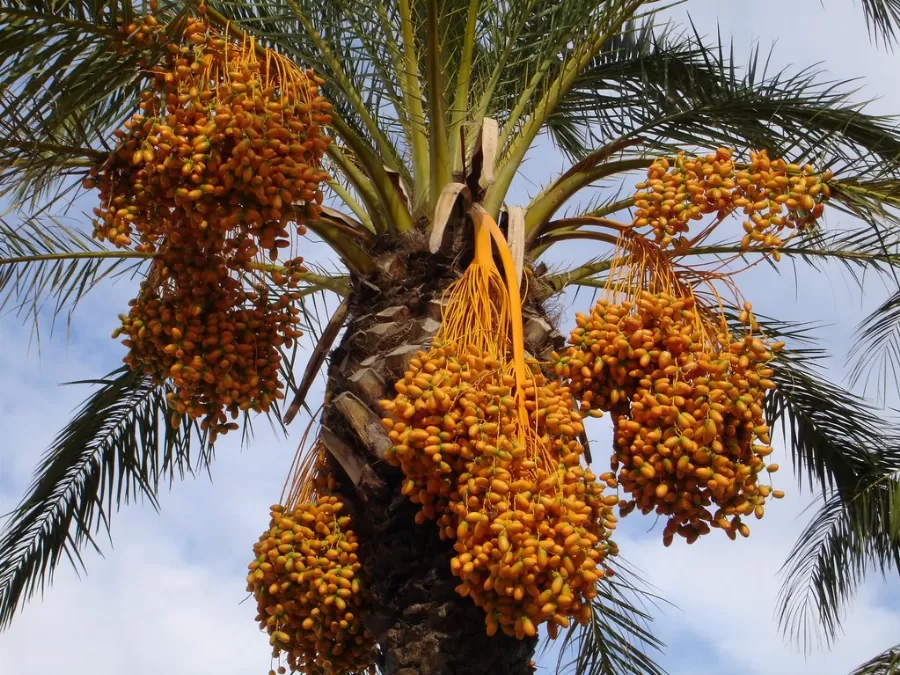 مدار الساعة,أخبار الأردن,اخبار الاردن,وزير الزراعة,وزارة الزراعة,وكالة الأنباء الأردنية