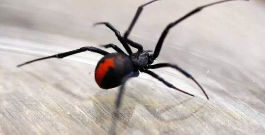 مدار الساعة,أخبار خفيفة ومنوعة