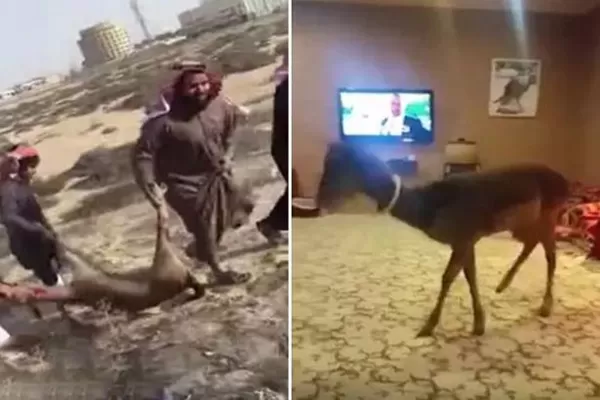 مدار الساعة,Video,فيديو,أخبار خفيفة ومنوعة,مواقع التواصل الاجتماعي