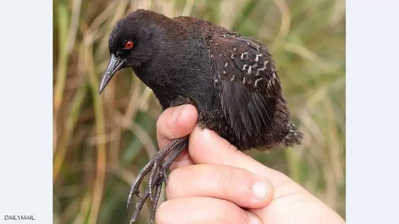 مدار الساعة,أخبار خفيفة ومنوعة