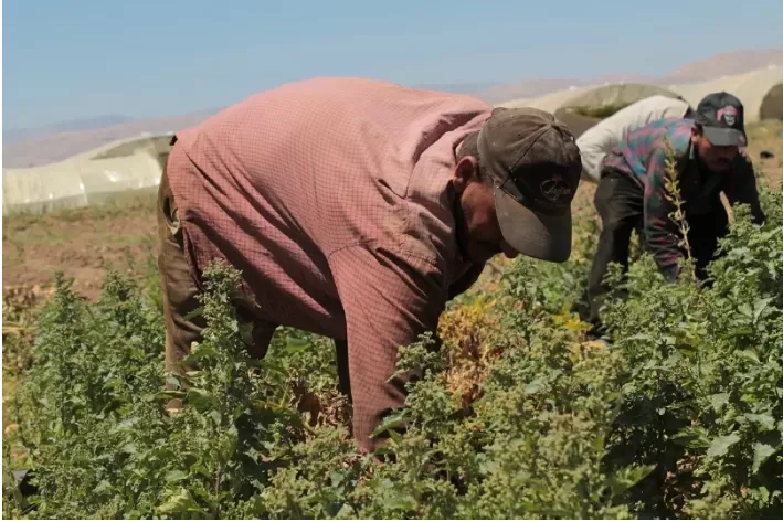 مدار الساعة,أخبار الأردن,اخبار الاردن,وزارة العمل