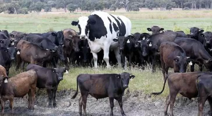 مدار الساعة,أخبار خفيفة ومنوعة