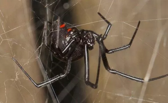 مدار الساعة,Video,فيديو,أخبار خفيفة ومنوعة