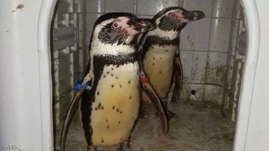 مدار الساعة,أخبار خفيفة ومنوعة