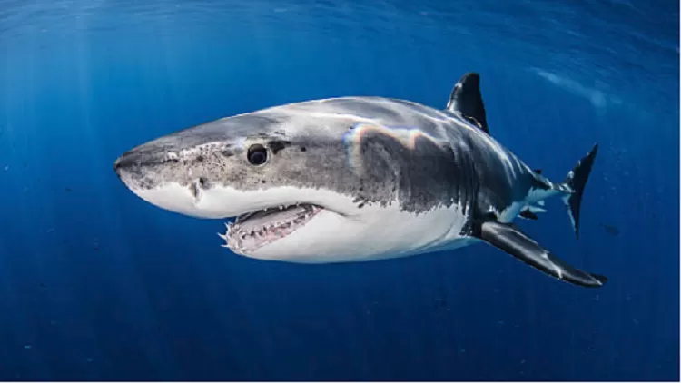 مدار الساعة,أخبار خفيفة ومنوعة