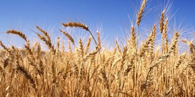 مدار الساعة,أخبار اقتصادية,وزارة الصناعة والتجارة,وزارة الصناعة