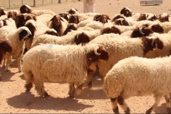 مدار الساعة,أخبار اقتصادية,وزارة الزراعة