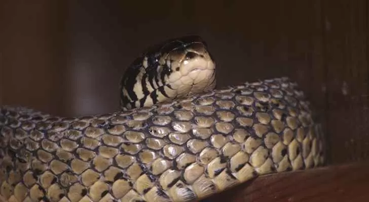 مدار الساعة,Video,فيديو,أخبار خفيفة ومنوعة