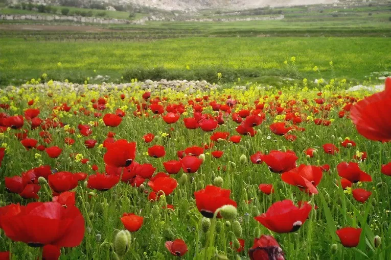 مدار الساعة,الطقس في الأردن اليوم,طقس الأردن,طقس العرب,طقس العرب الاردن,درجات الحرارة العظمى والصغرى,درجات الحرارة,البحر الميت