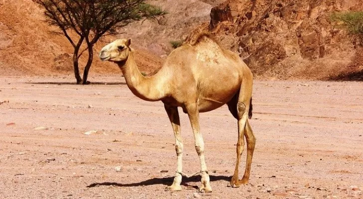 مدار الساعة,أخبار الأردن,اخبار الاردن,مديرية الأمن العام,الأمن العام