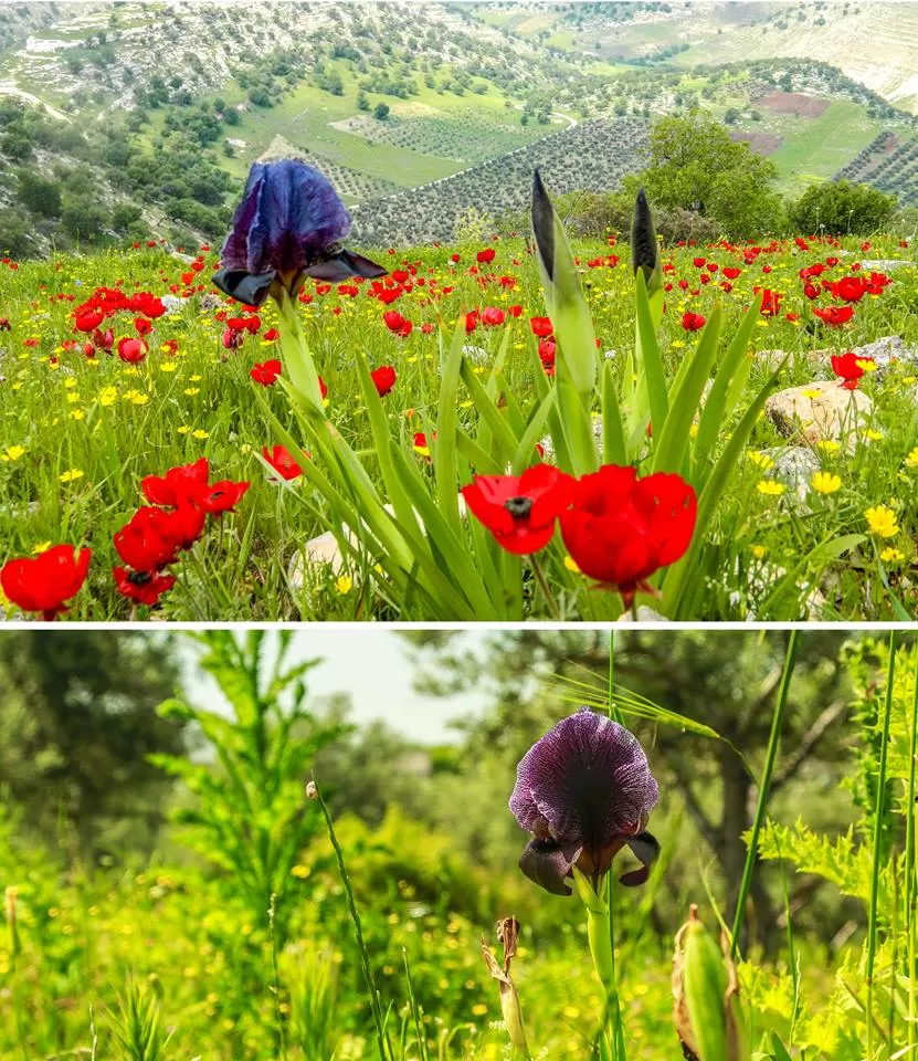 مدار الساعة,أخبار السياحة في الأردن,بسمة بنت طلال