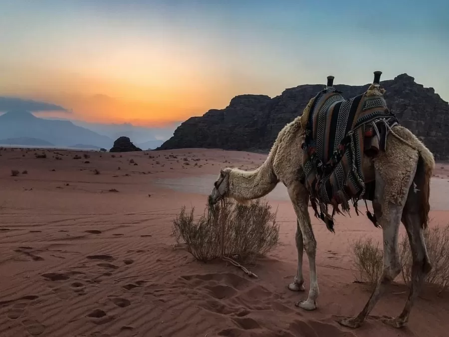 مدار الساعة,أخبار السياحة في الأردن,وزارة السياحة والآثار,وزارة السياحة,البنك المركزي