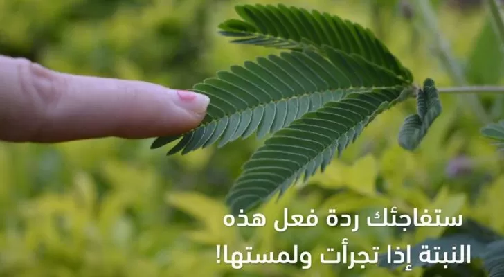 مدار الساعة,أخبار خفيفة ومنوعة