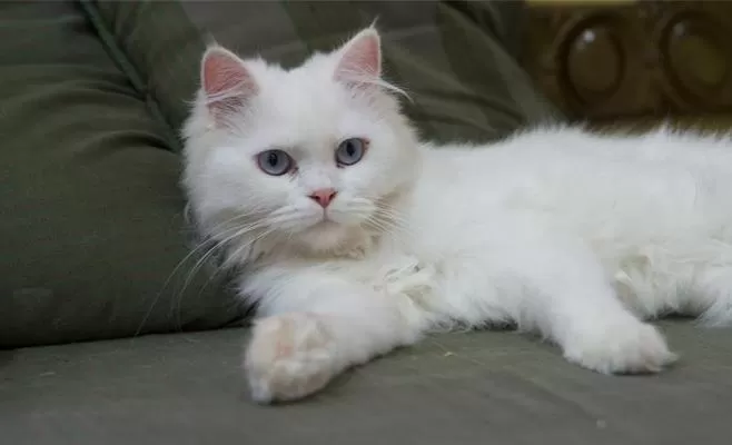 مدار الساعة,أخبار خفيفة ومنوعة,وزارة الزراعة