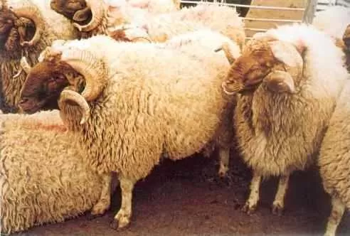 مدار الساعة,أخبار اقتصادية,وزير الزراعة,وزير البيئة,وزارة البيئة,بلدية الزرقاء