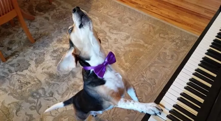 مدار الساعة,Video,فيديو,أخبار خفيفة ومنوعة