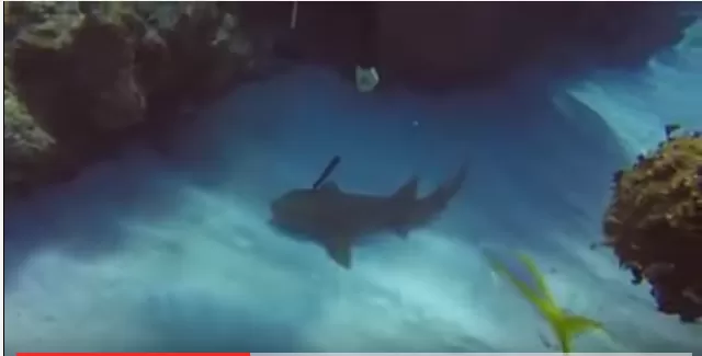 مدار الساعة,Video,فيديو,أخبار خفيفة ومنوعة