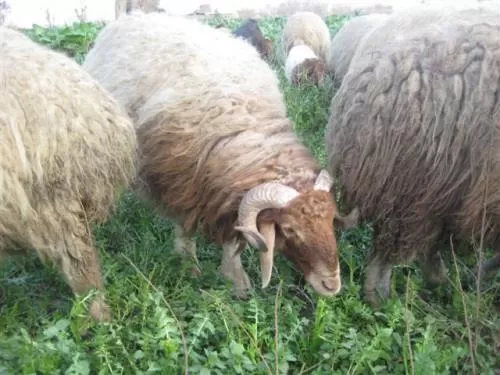 مدار الساعة,أخبار الأردن,اخبار الاردن,وزير الزراعة,وزارة الزراعة