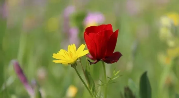 مدار الساعة,الطقس في الأردن اليوم,طقس الأردن,طقس العرب,طقس العرب الاردن,درجات الحرارة,البحر الميت