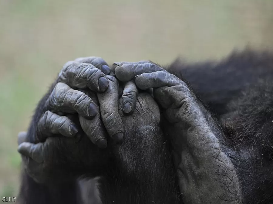 مدار الساعة,أخبار خفيفة ومنوعة