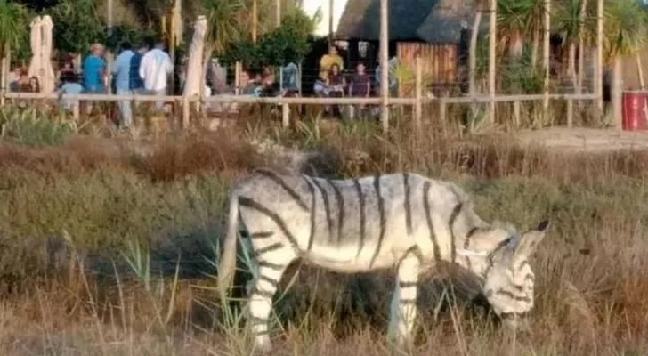مدار الساعة,أخبار خفيفة ومنوعة,مواقع التواصل الاجتماعي