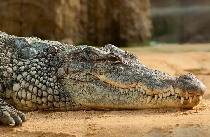 مدار الساعة,Video,فيديو,أخبار خفيفة ومنوعة,مواقع التواصل الاجتماعي