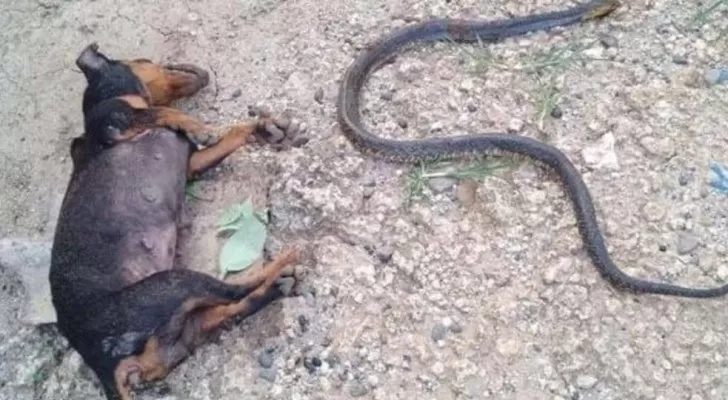 مدار الساعة,أخبار خفيفة ومنوعة